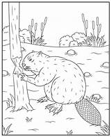 Beaver coloring page Animal sketch template