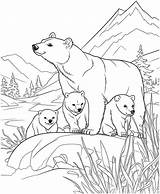 polar Bear And baby coloring Page 29102983 Vector Art At Vecteezy sketch template