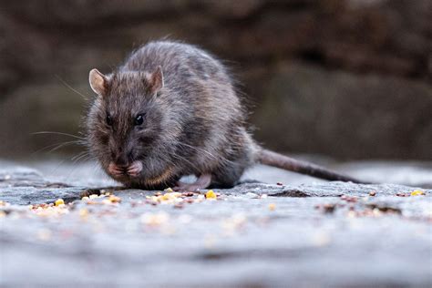 NYC Ranks High on List of America's Rat-Infested Cities, Avoids Top Spot