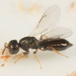 Parasitoid of wood-boring beetle - Xiphydriophagus meyerinckii - BugGuide.Net