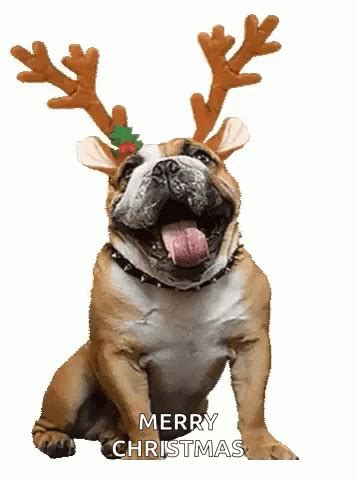 Merry Christmas Dog GIF - MerryChristmas Dog Happy - Discover & Share GIFs | クリスマス 犬, ブルドッグ, ご ...