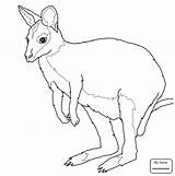 Kangaroo Drawing For Kids At GetDrawings  Free Download sketch template