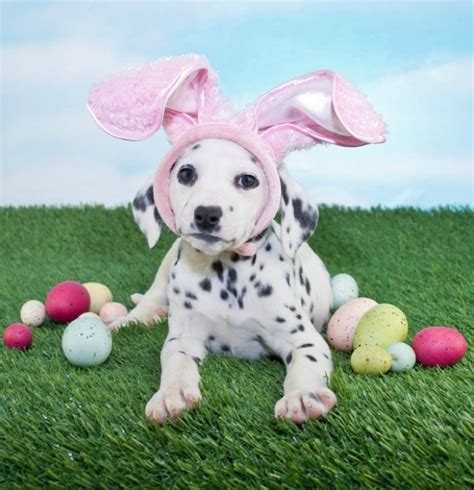 Easter Pet Safety Tips You Should Know