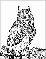 Free owl Coloring Page To Print  Owls Coloring Pages sketch template