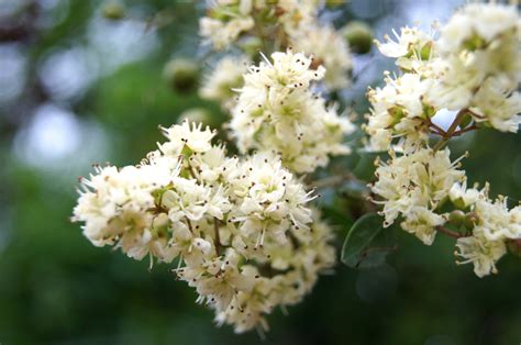 40 WHITE FLOWERING HENNA Tree Lawsonia Inermis var. Alba Dye Plant Tattoo Flower Seeds - Walmart.com