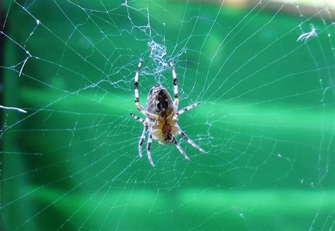 Spider Web Insect Close - Free photo on Pixabay - Pixabay