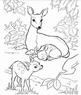 Backyard Animals And Nature Coloring Books Free Pages  HubPages sketch template