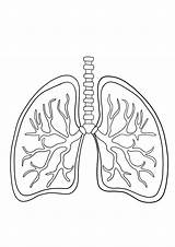 Lungs Coloring And Free Printing Image  Nation sketch template