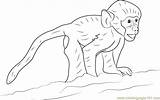 Happy Baby Baboon Coloring Page For Kids  Free Printable sketch template