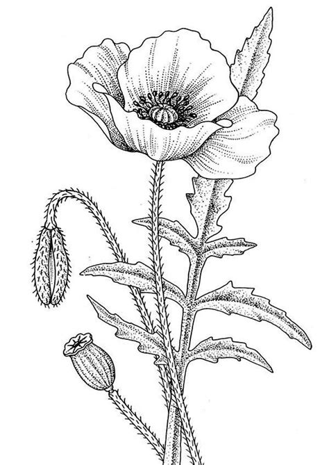 Coloring Pages Poppy Flower - Coloring Home