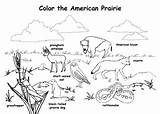 Coloring Pages Prairie sketch template