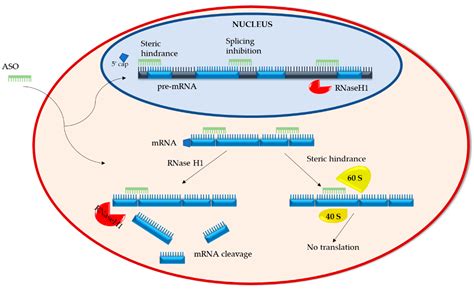 Oligonucleotides Causes Symptoms Treatment Oligonucleotides