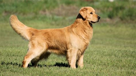 Goldens In Golden 2024 Photos Images - Tory Ainslee