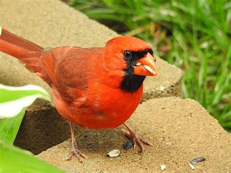 Cardinal Bird Feeders: Best Cardinal Bird Feeders and Birdseed