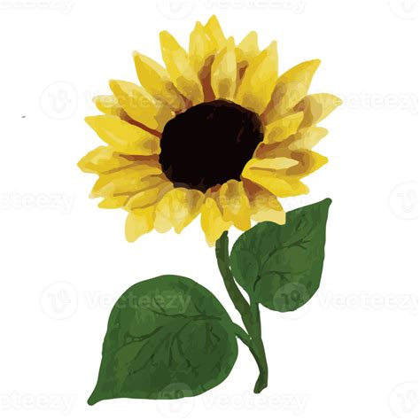 Common Sunflower Clip Art Others Png Download 600460 - vrogue.co