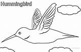Printable Hummingbird Coloring Pages For Kids  Cool2bKids sketch template