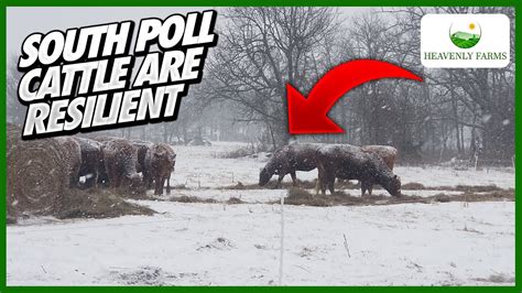 South Poll Cattle are Resilient - YouTube