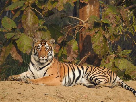 Rising Mining Activities Threaten Tiger Habitats | RoundGlass | Sustain