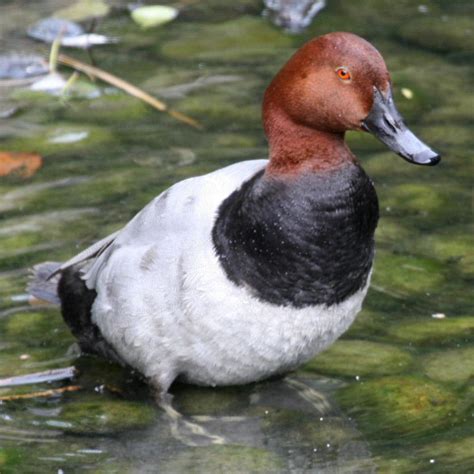 Pochard