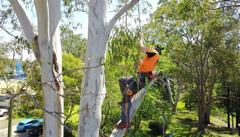 Tree Removal Newcastle, Maitland & Lake Macquarie: Agility Trees