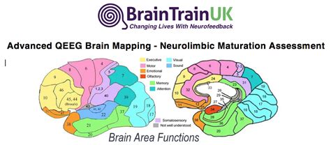 Brain Function Map Chart