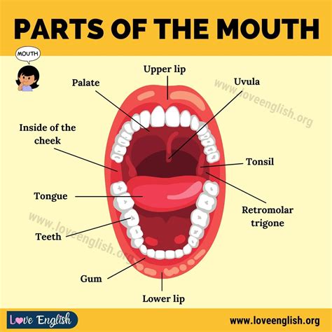 Mouth Anatomy: 11 Different Human Mouth Parts and their Functions (with Examples) - Love English ...