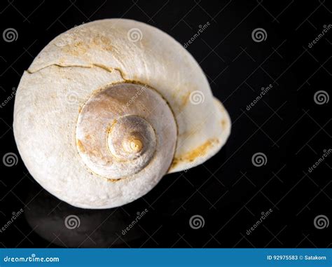 Fossil of Land snail shell stock image. Image of spiral - 92975583