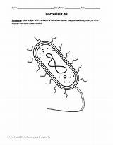 Bacteria Prokaryote Cell Coloring Cells Pinterest Sketch Coloring Page sketch template