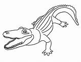 The Best Free Caiman coloring Page Images Download From 13  sketch template