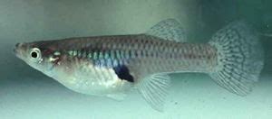 Breeding Gambusia affinis - The Free Freshwater and Saltwater Aquarium ...