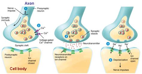 What happens when a nerve impulse reaches a synapse? | Socratic