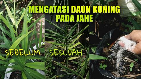 Mengatasi Daun Jahe Kuning, Sebab daun Jahe Menguning - YouTube