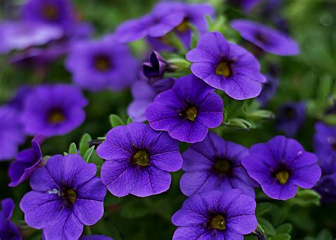 Purple Flowers · Pexels · Free Stock Photos