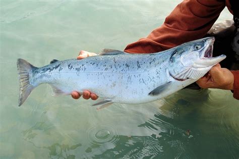 Salmon farming: The cost is simply too high - Animal Agriculture and Climate Change