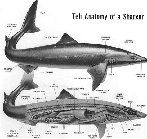 Teh Shark Anatomy