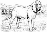 Hound Dog Coloring Sheet Pages sketch template