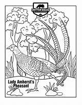 Pheasant Coloring Pages  Nation sketch template