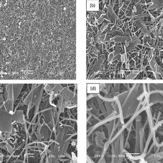 (a)–(d). SEM images at different magnification. | Download Scientific ...