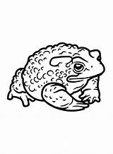 Toad Coloring Pages Printable Cane Kids American Frog Search Gif Toads  sketch template