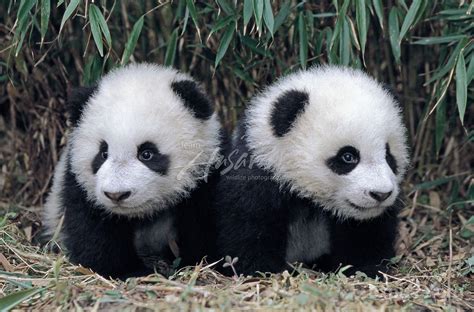 Twin giant panda cubs in a bamboo grove; Wolong Panda Reserve; Sichuan ...