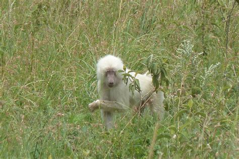 A white baboon stands out from the crowd - Africa Geographic