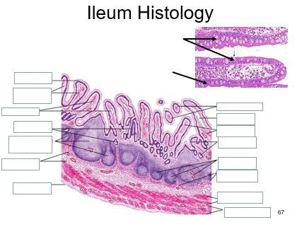 Histology Of Ileum Peyers Patches