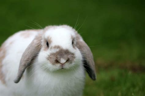 8 Reasons For Rabbit Grunting: What Every Owner Should Know ...