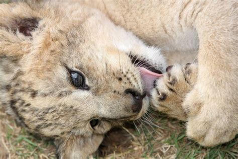 Baby Lion cub crying stock image. Image of wild, king - 4274065