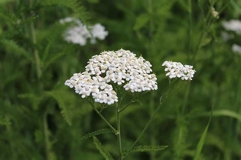 Spotlight on Yarrow: A Resilient Orchard Plant & Herbal Ally ...