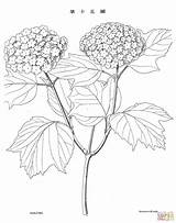 Botanical Coloring Pages  Nation sketch template