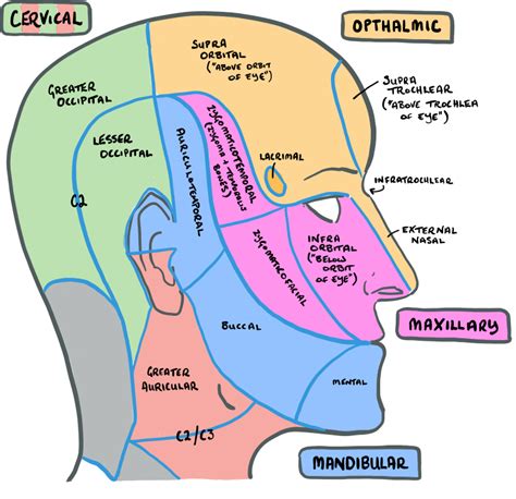 Divisions and branches of trigeminal nerve - rmacd.com