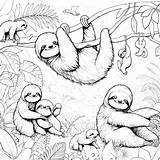 Sloth Coloring Pages 18  Coloring Gem sketch template