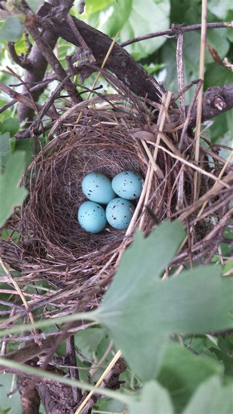 15 best Bird eggs images on Pinterest | Beautiful birds, Exotic birds ...