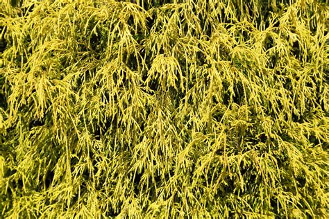 Gold Mop Cypress for Sale - Buying & Growing Guide - Trees.com